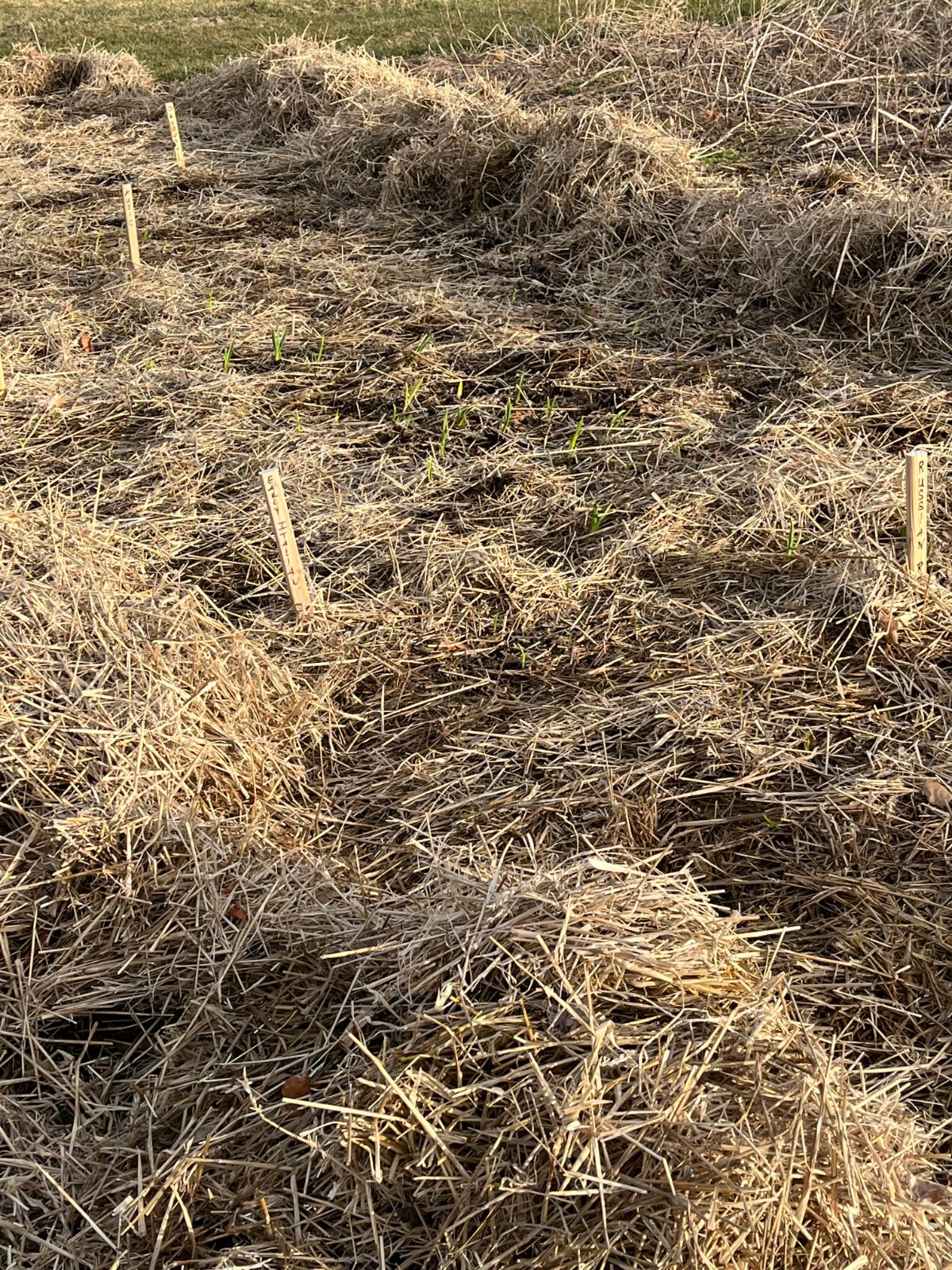 Bed of garlic and onions with winter straw mulch raked back to warm ground