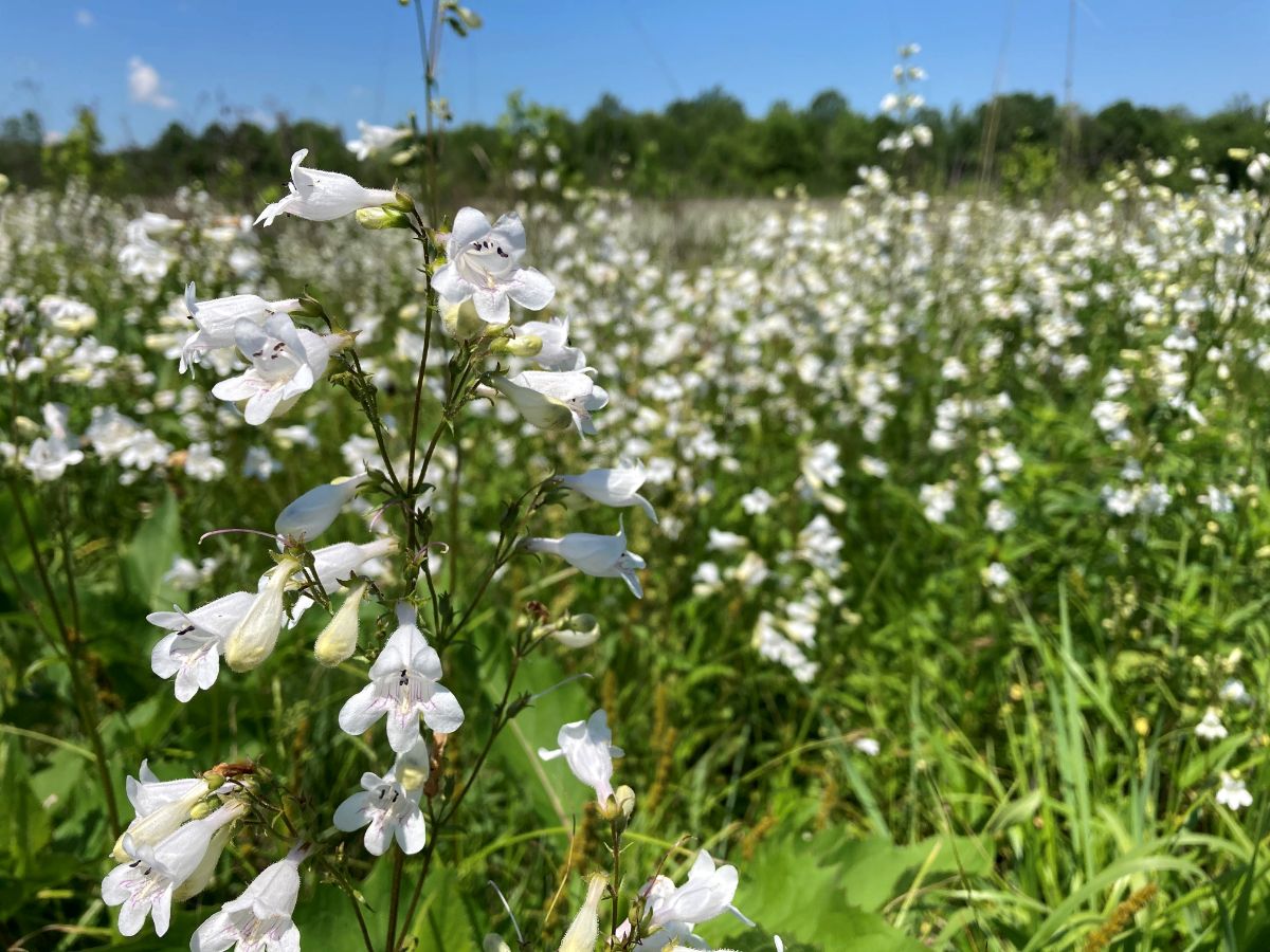 White penstemon flowers close up