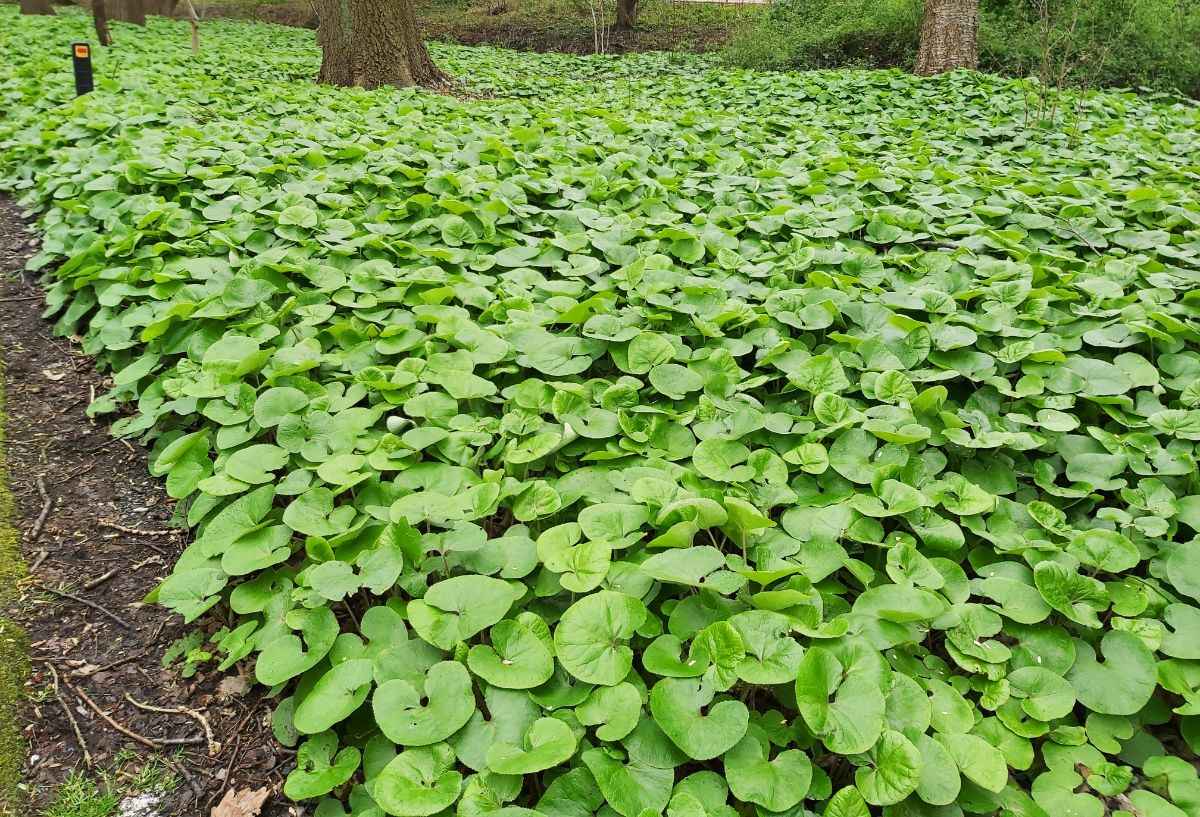 A large area covered by wild ginger growing as a ground cover under trees