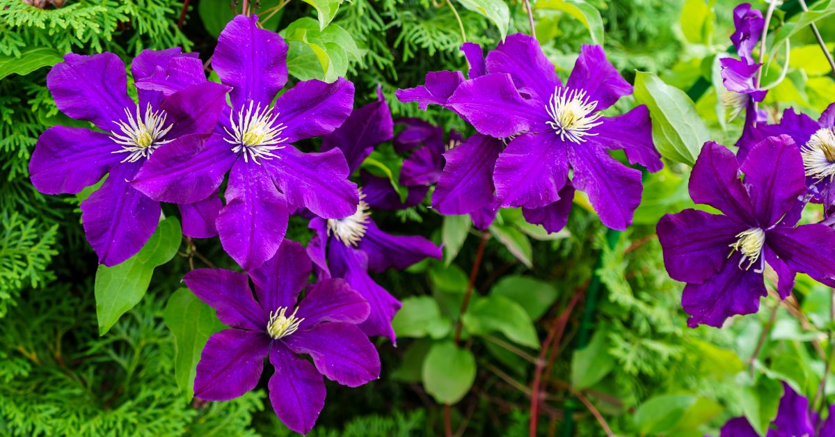 Dark purple clematis flowers