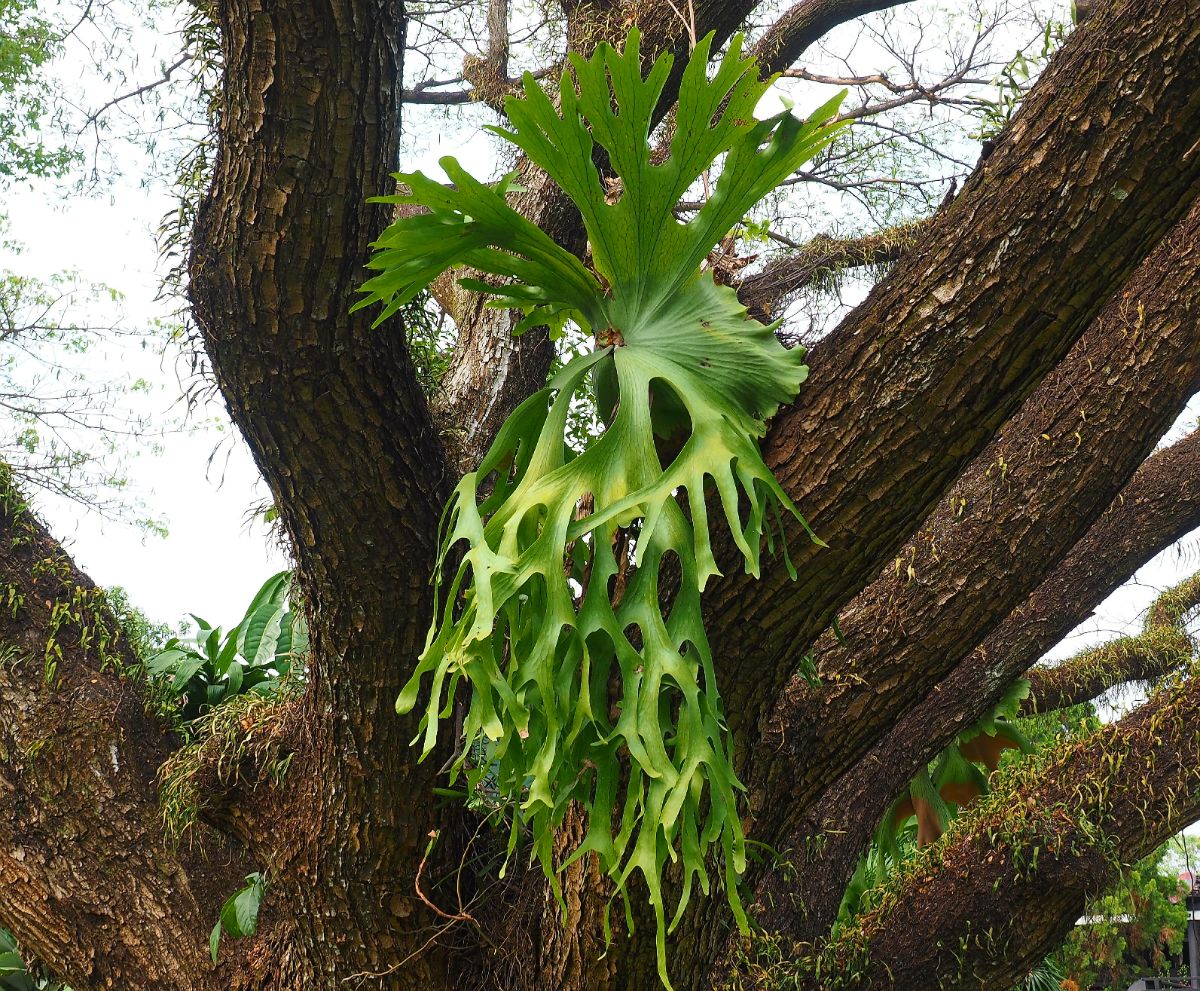 Staghorn fern growing out of the crotch of a tree