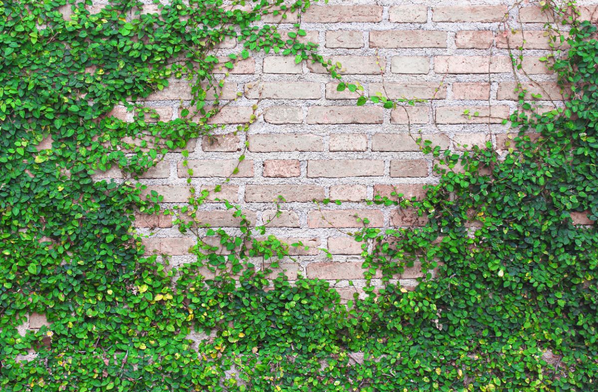 Creeping fig plant climbing a brick wall