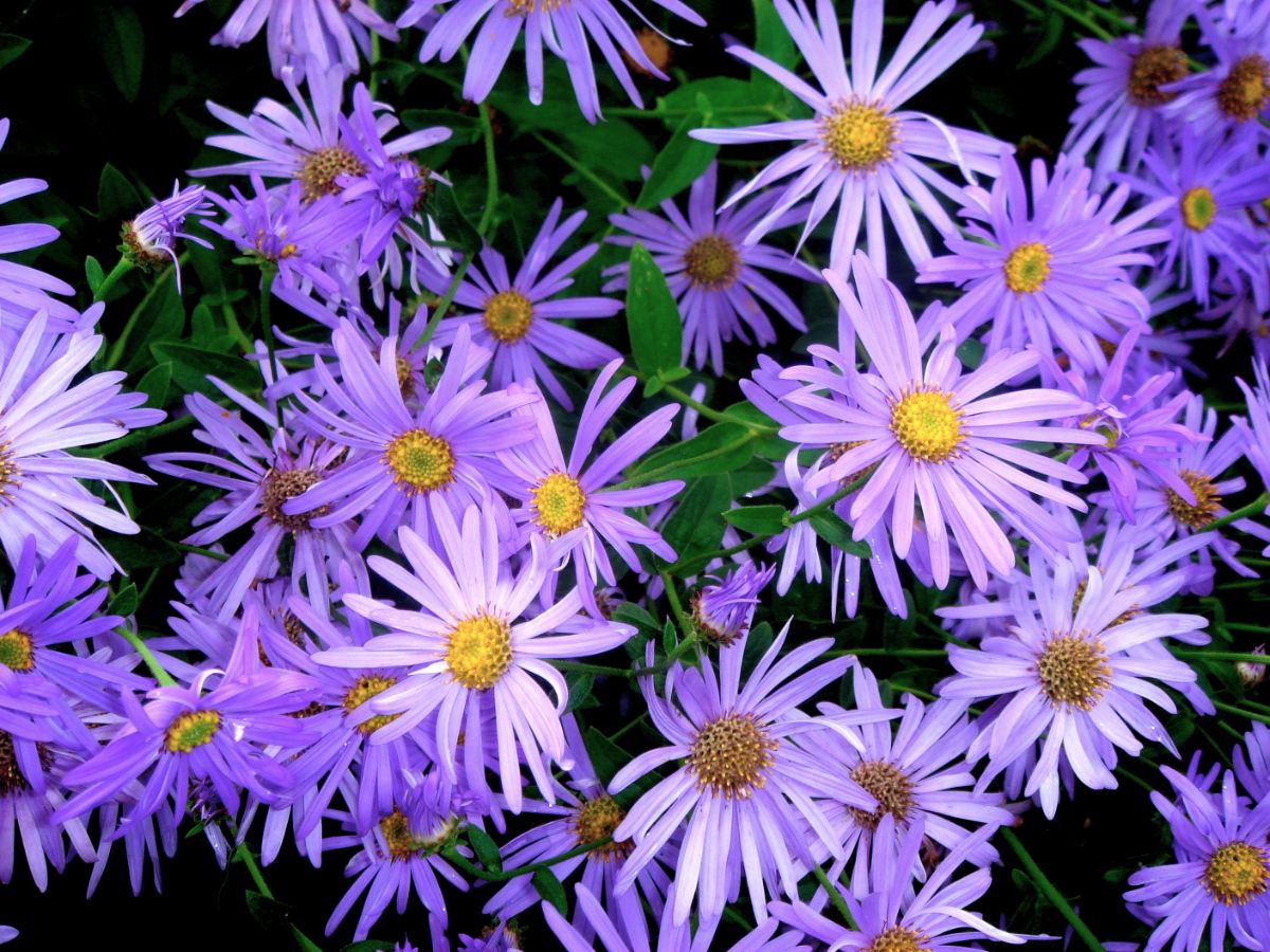 Light purple daisy flowers