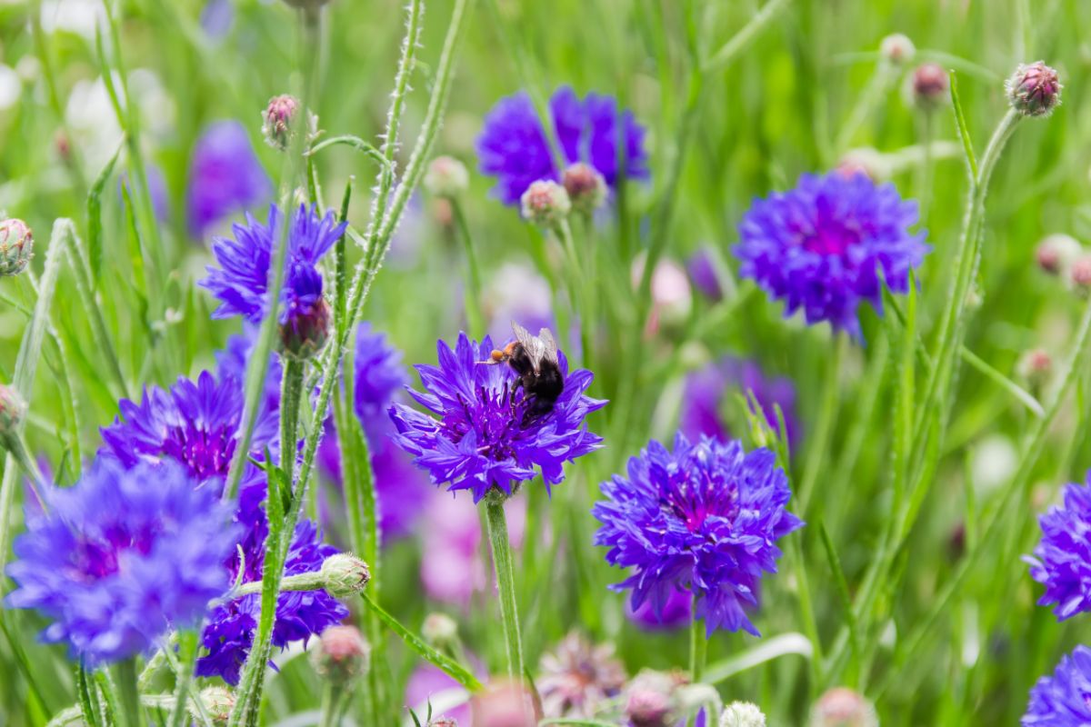 A bee collecting pollen on a purple cornflower