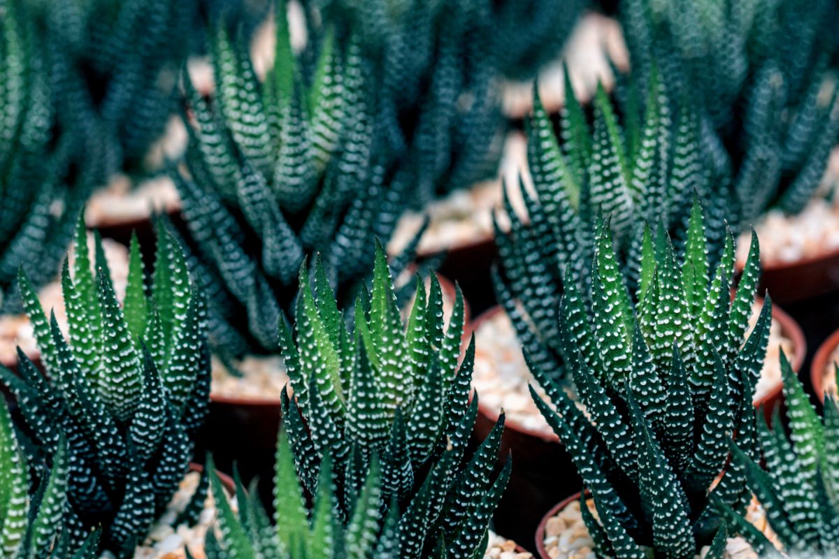 Striped zebra cactus plants in pots