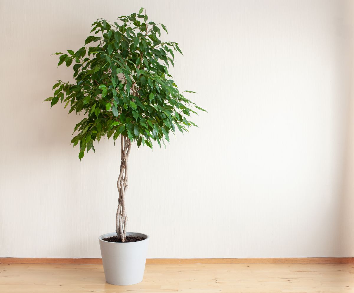 A potted weeping fig tree with a braided trunk growing indoors