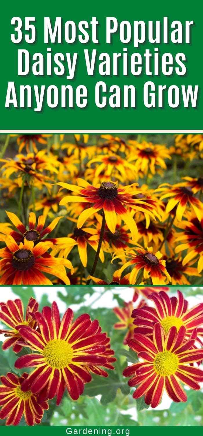 35 Most Popular Daisy Varieties Anyone Can Grow - Gardening