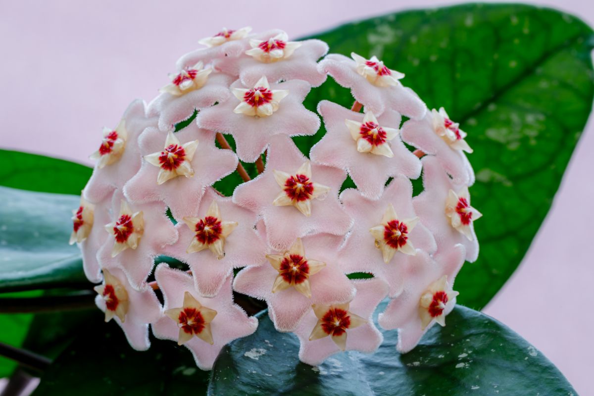 Star-shaped blossoms on a wax plant