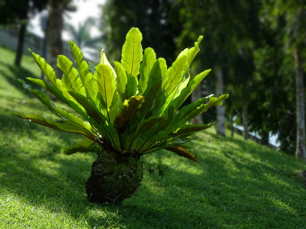 A bird's nest fern growing in the middle of a shady green lawn