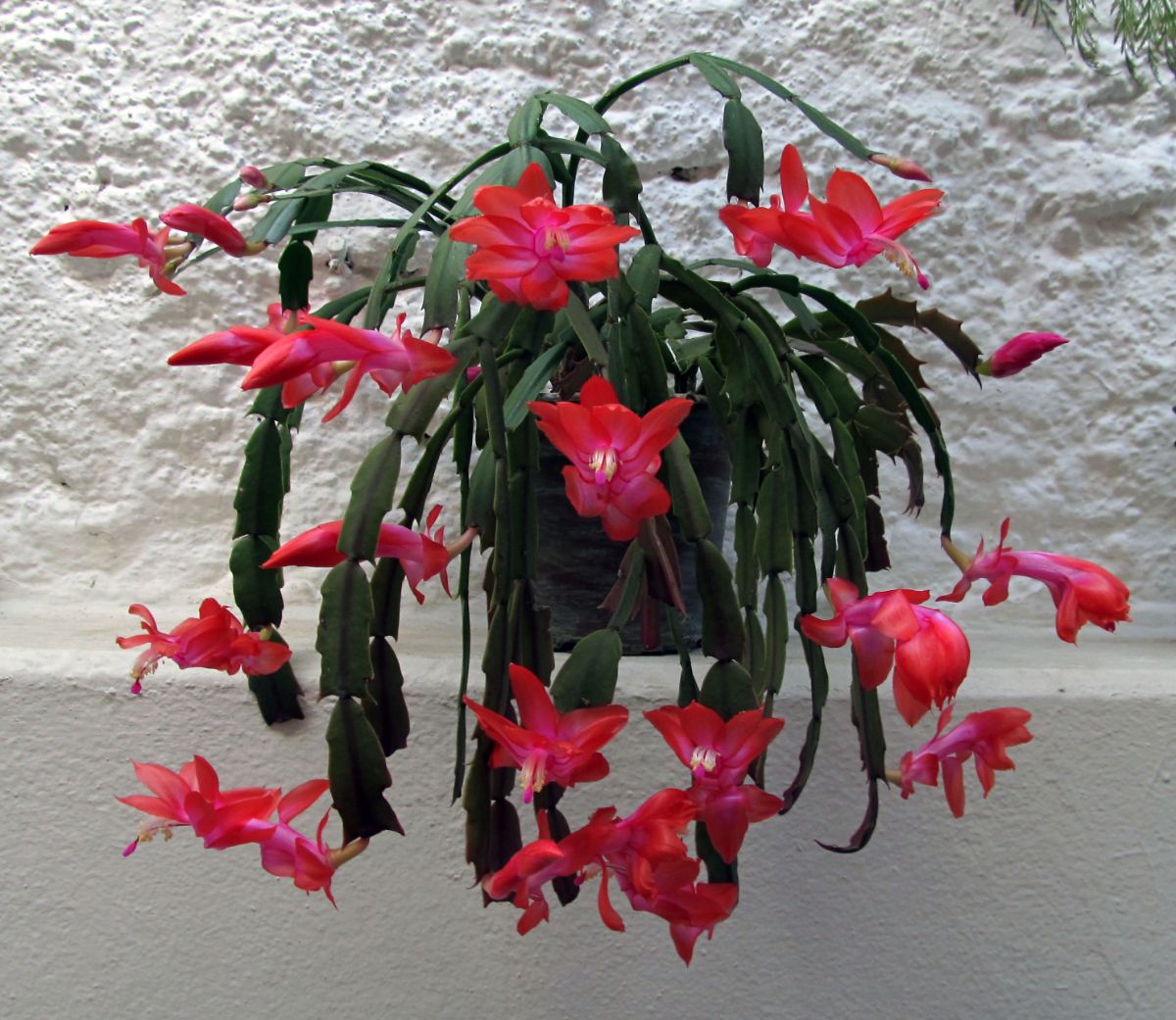 A pink-blossomed Christmas cactus in full bloom
