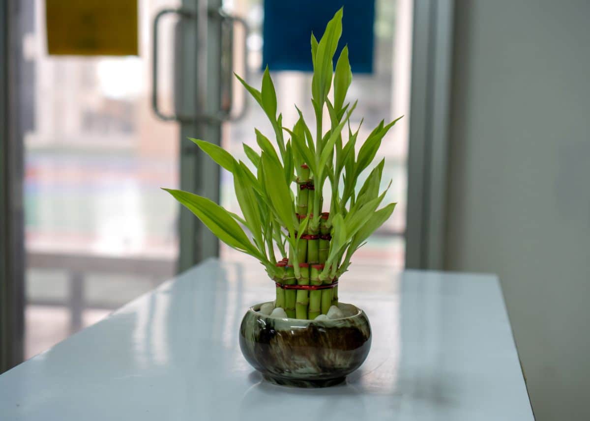 potted lucky bamboo plant