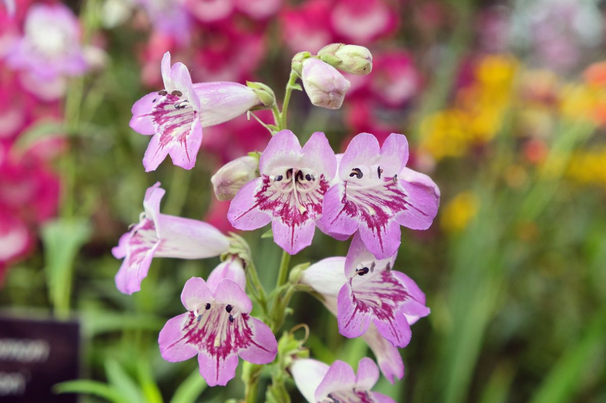 purple beardtongue flowers close up