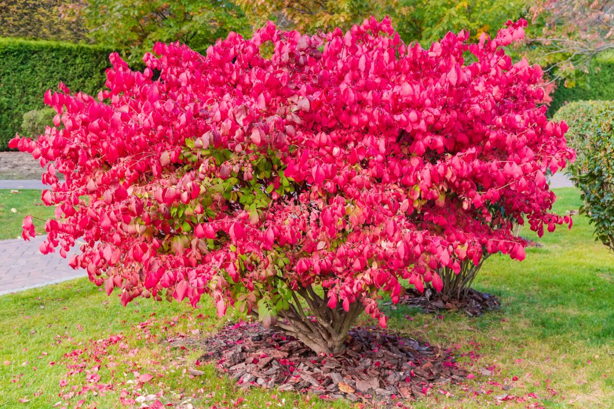 Bright pink foliage dropping from a burning bush shrub