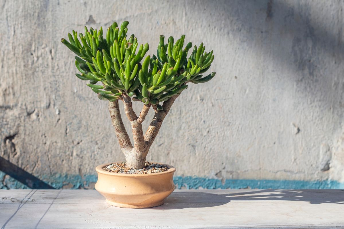 Small Jade tree planted in stone in a container