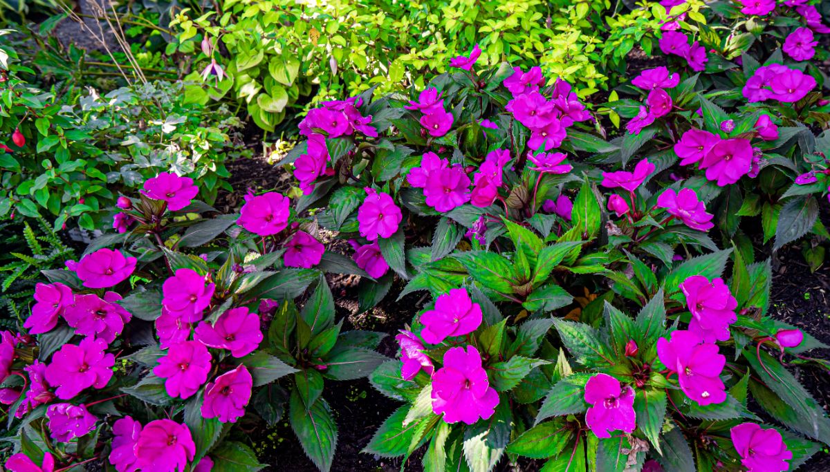 Lush purple impatiens growing in a shady garden bed