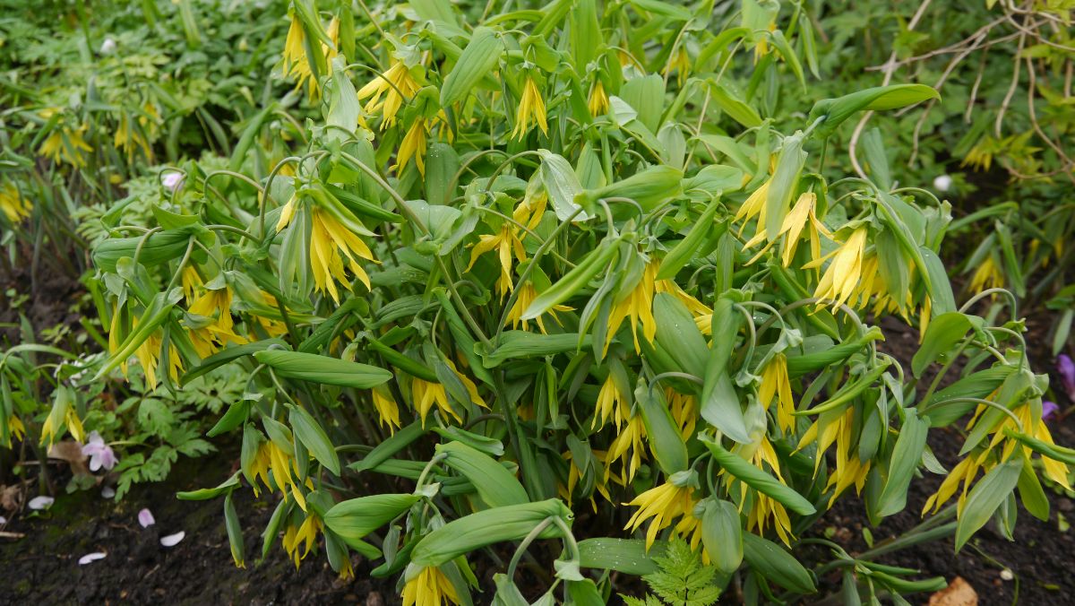 Yellow-flowered bellwort plants growing in forest-like soil