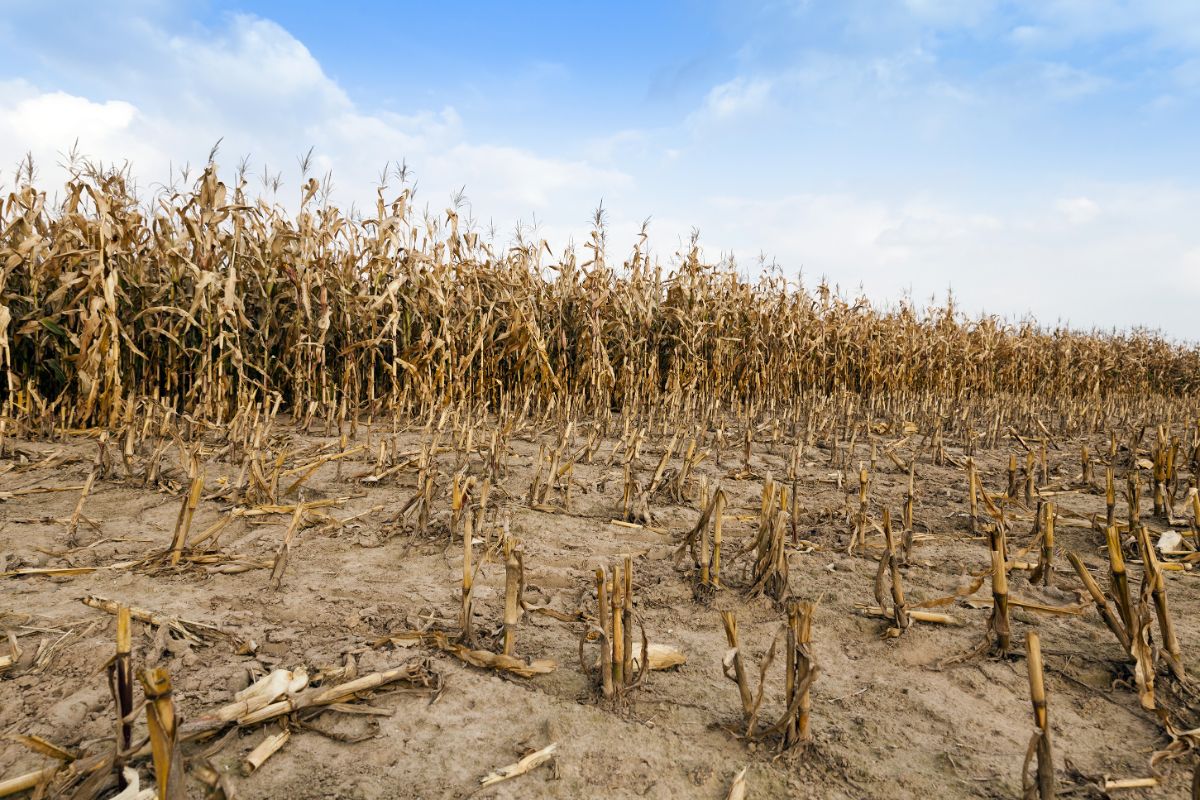 Hard, compacted soil in a corn field that is partially harvested.