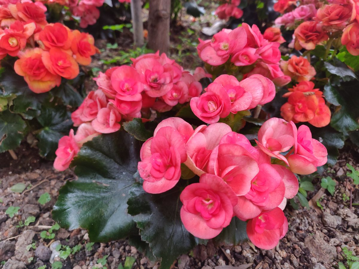 Pink-blossomed wax begonia