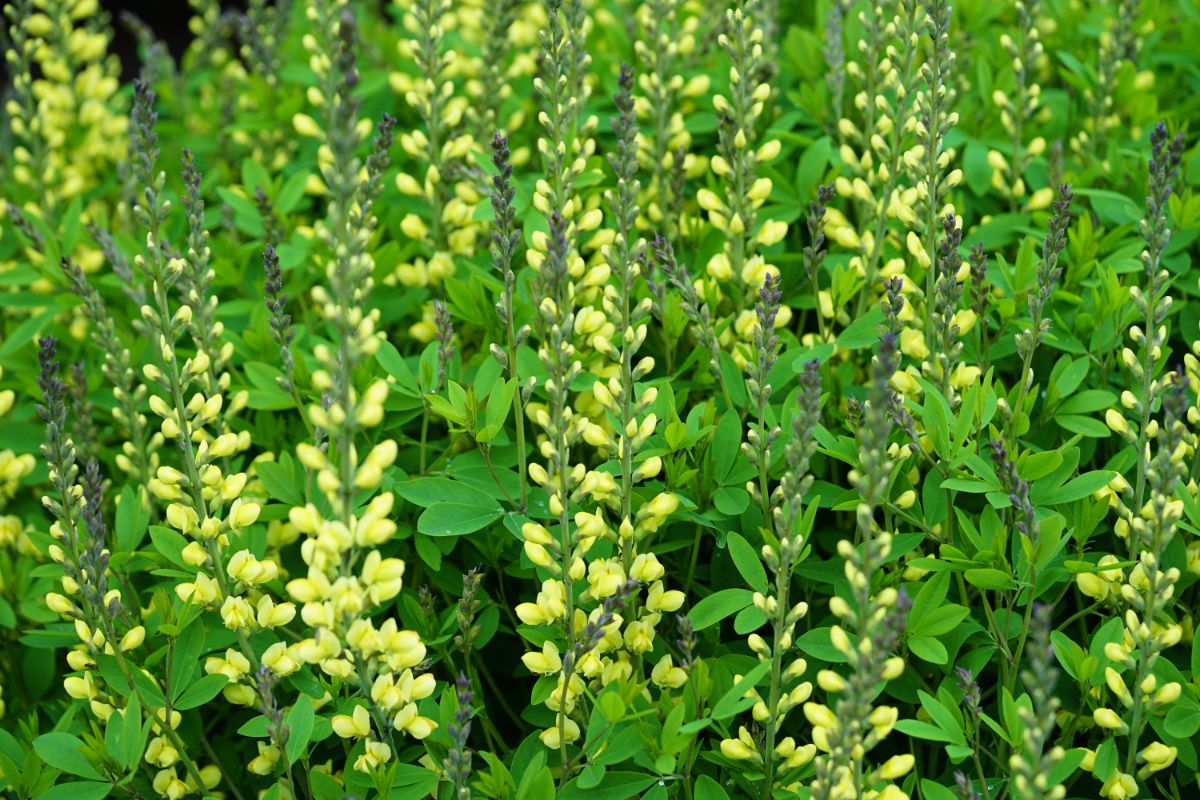 Yellow flowering false indigo or baptisia plants