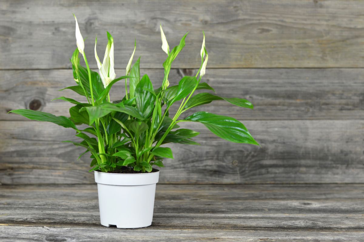 potted peace lily houseplant