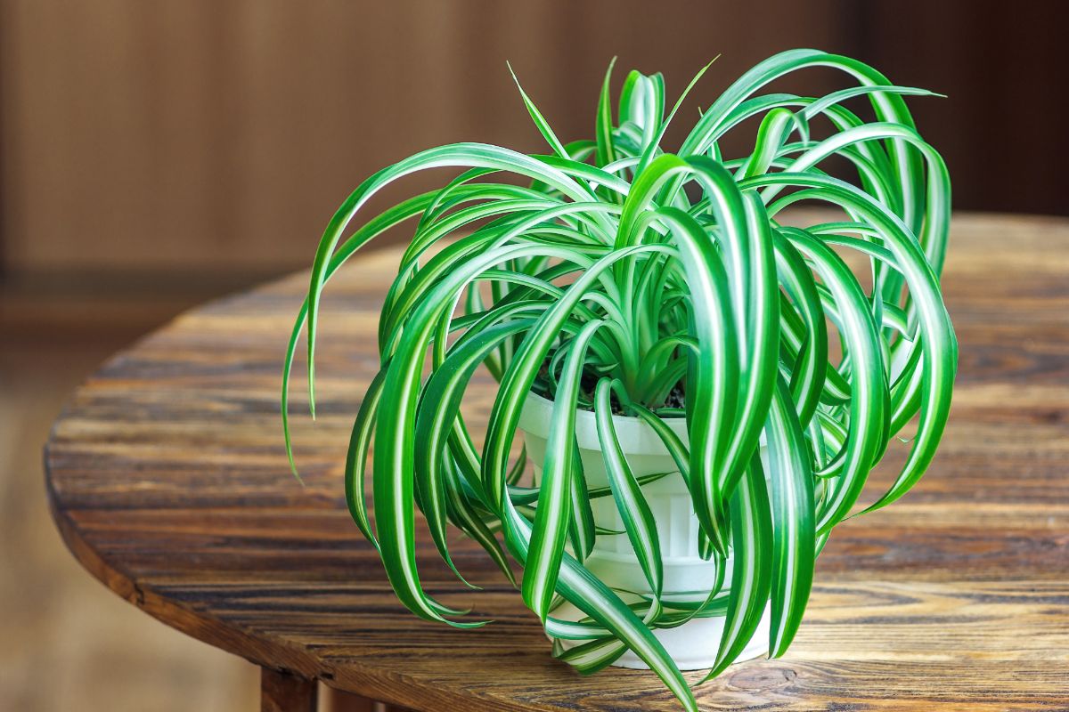 A healthy green and white striped potted spider plant