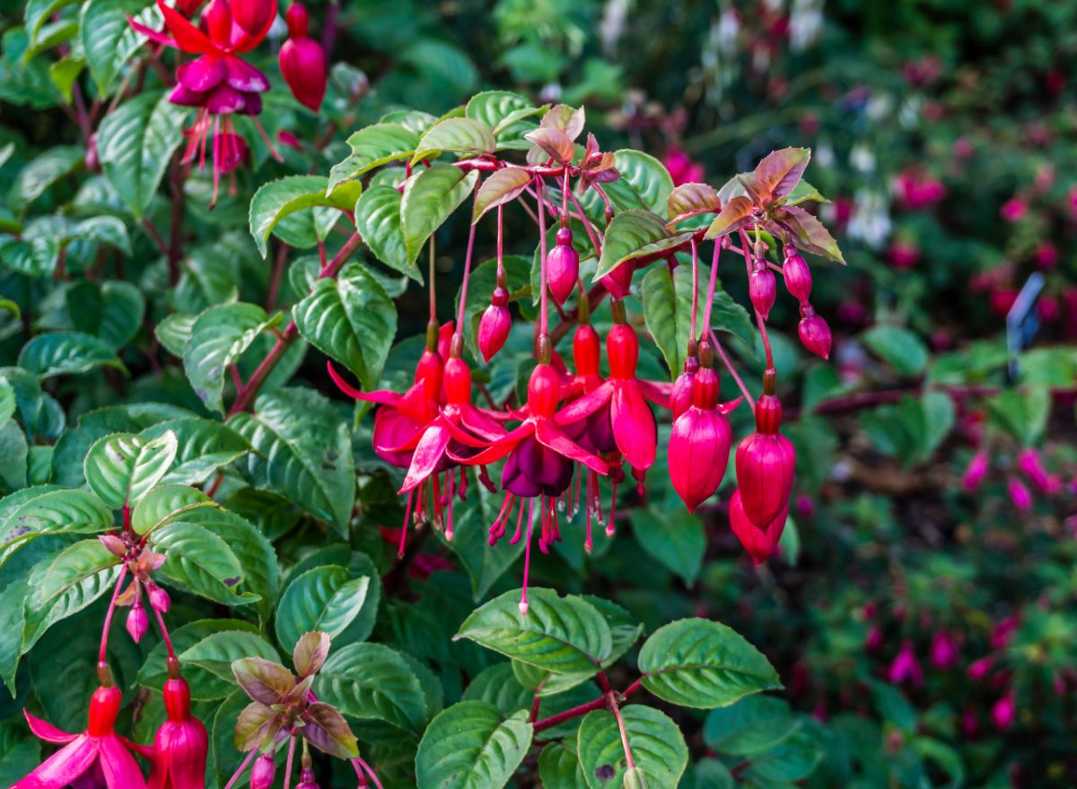Pretty purple and pink blooms on a fuschia plant
