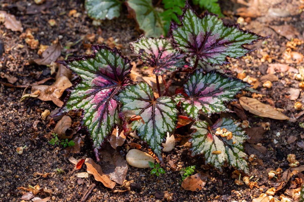 Painted leaf begonia planted in a garden
