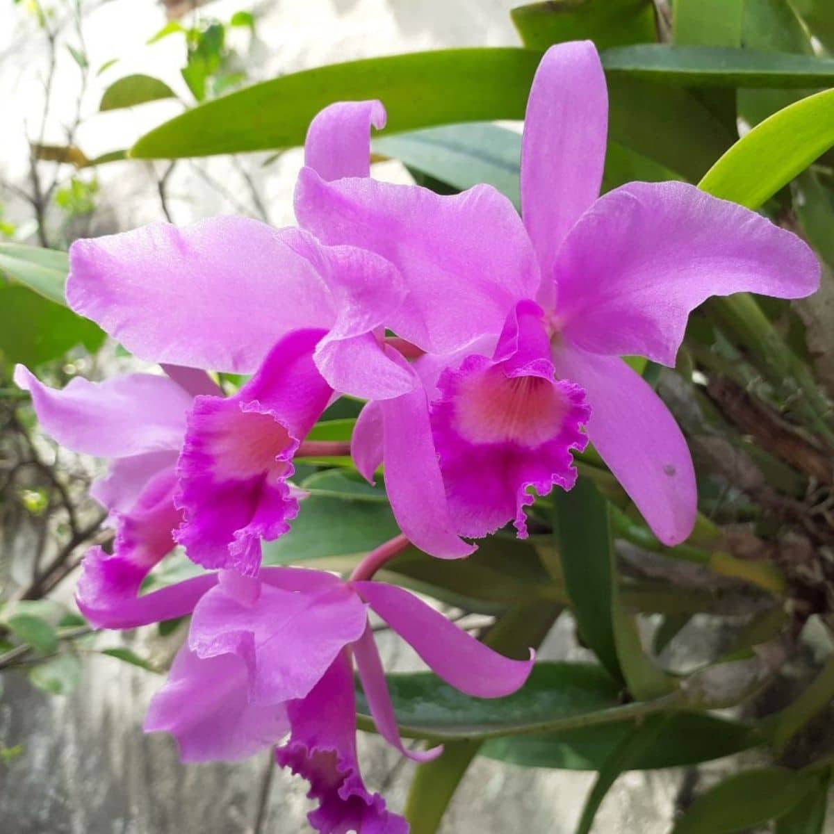 Blooming pink orchidea in hanging basket