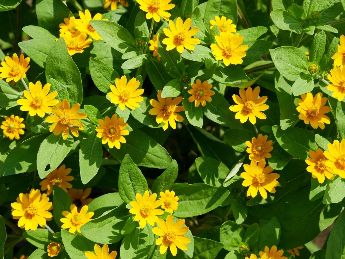 Small, one-inch butter daisy flowers