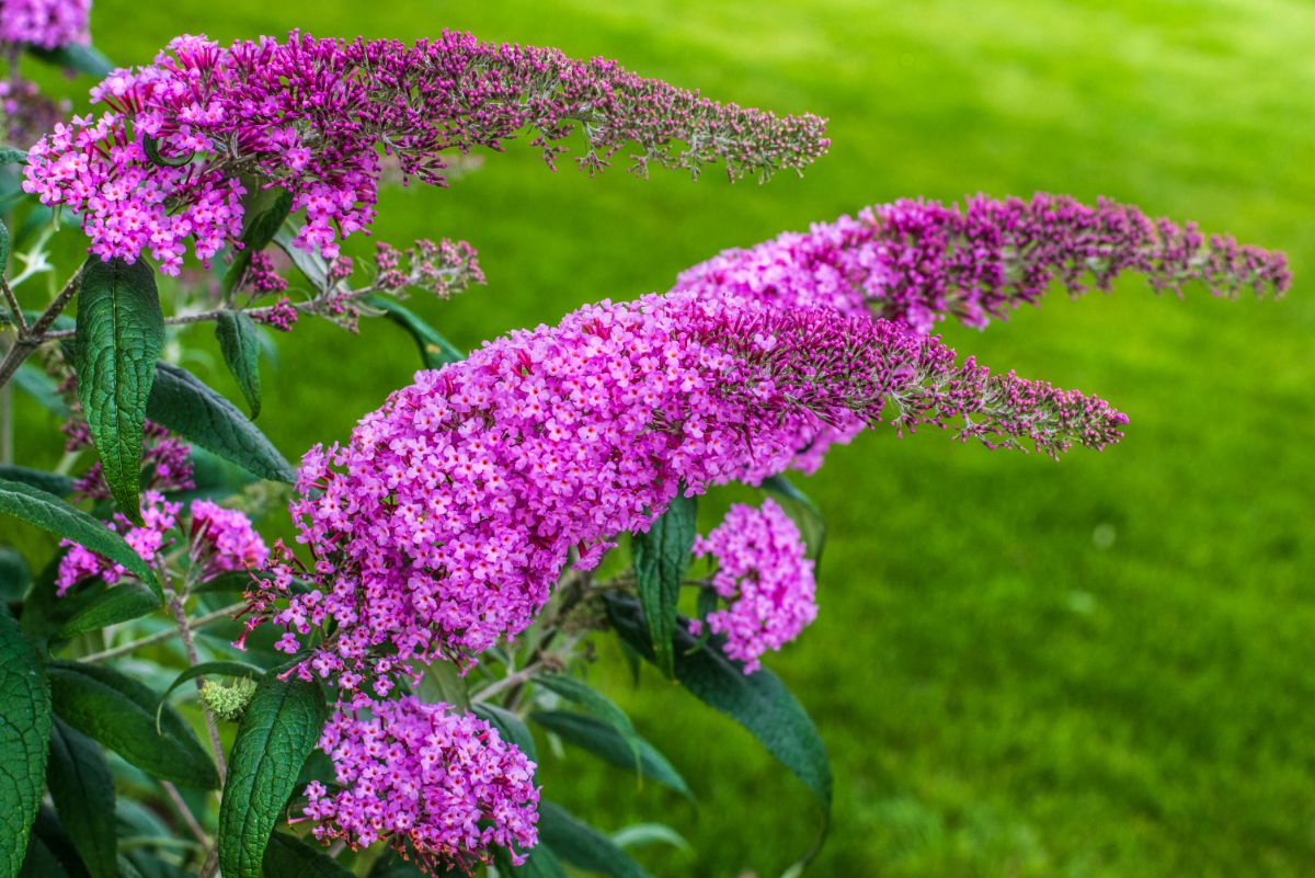 Purple-blossomed butterfly bush plant