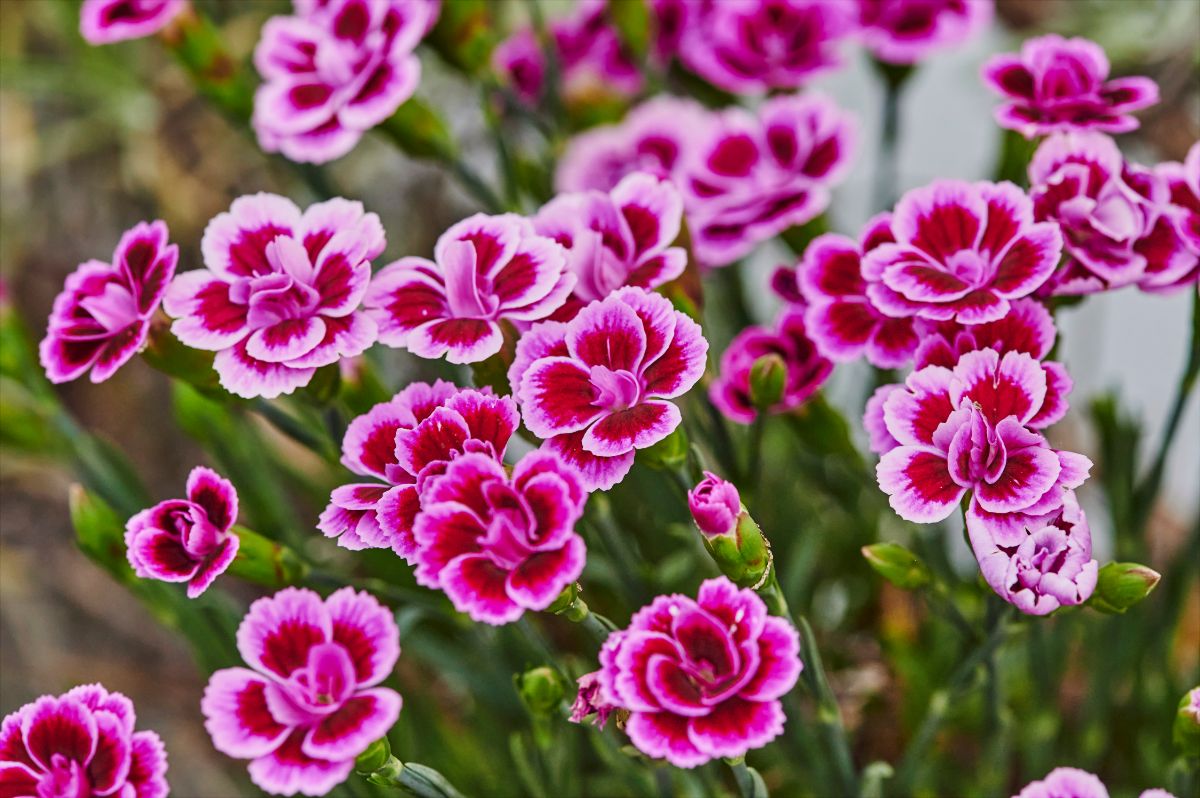 close up of the favorite flower dianthus aka pinks