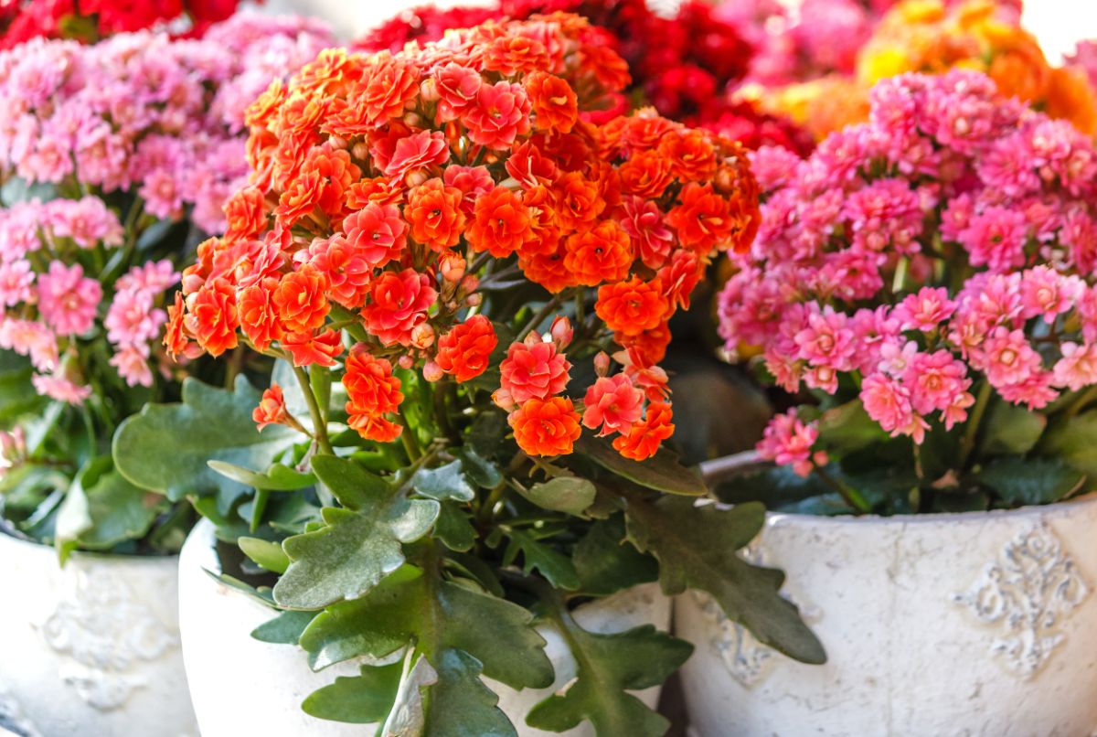 Kalanchoe plants in bloom with orange and pink flowers