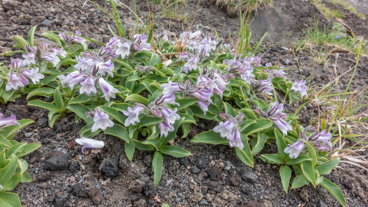 low growing beardtongue plants