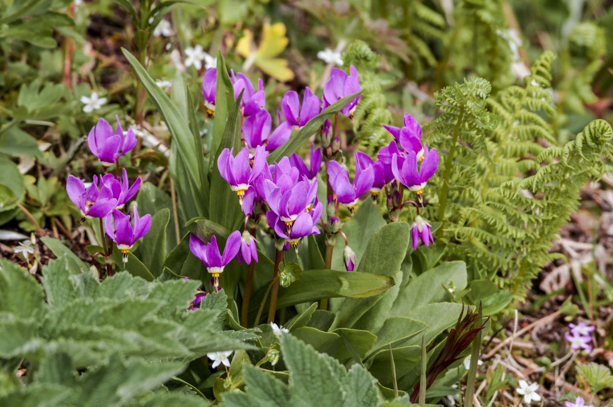 Purple shooting star flowers growing in mixed perennial plantings with ferns