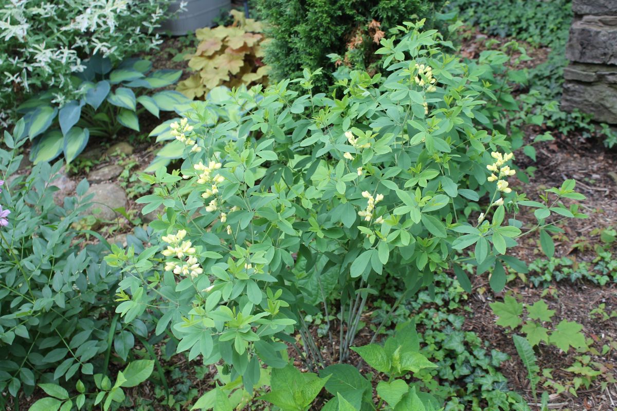 Baptisia planted in a perennial garden