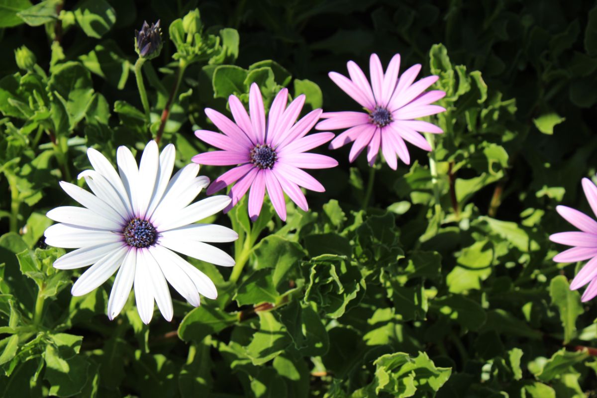 White and purple Cape Marguerite daisy flowers