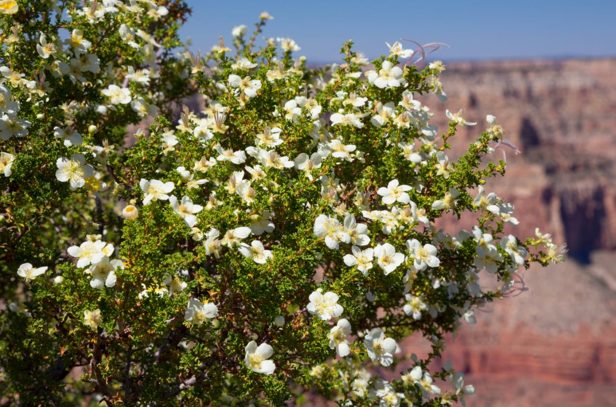 white-blossomed cliff rose