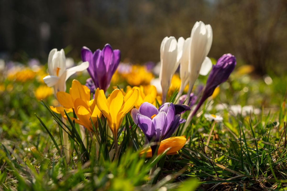 A bunching of yellow, purple, and white crocus flowers