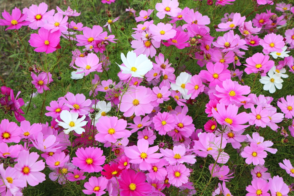 Large pink and white cosmos flowers