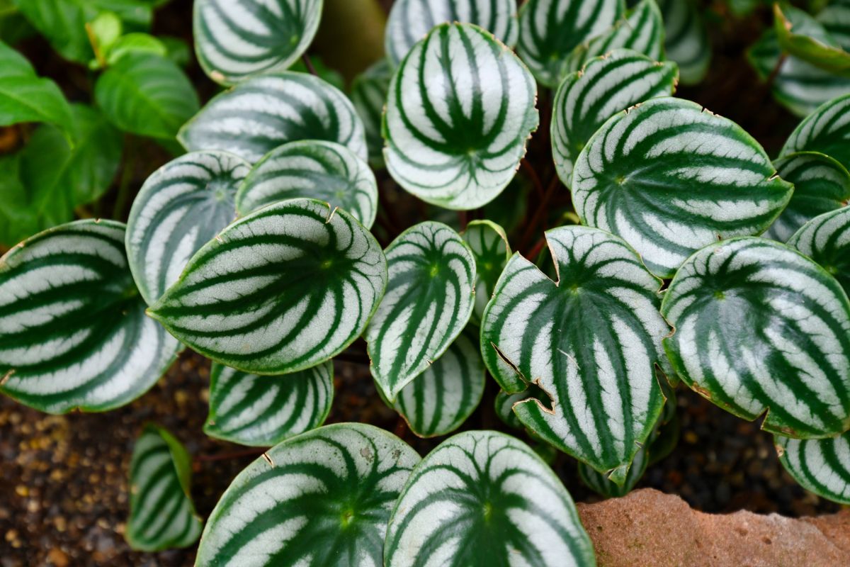 Peperomia plant showing wide white lines on green leaves