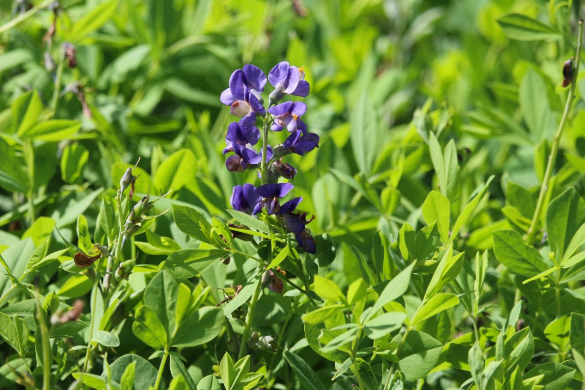 Purple blossomed false indigo aka baptisia 