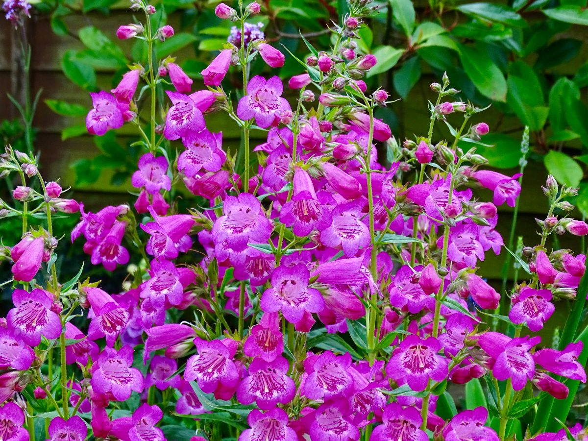 closeup of purple penstemon flowers