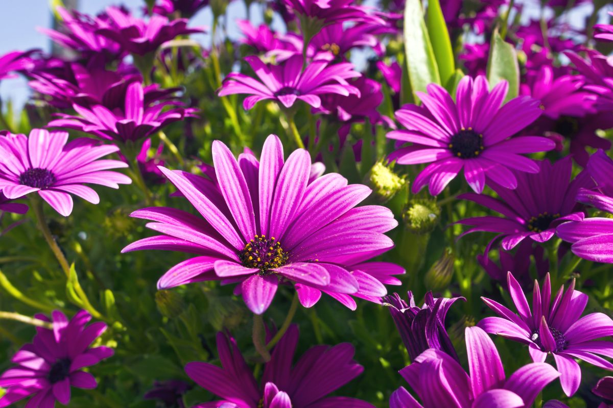 A close up view of a deep purple African daisy