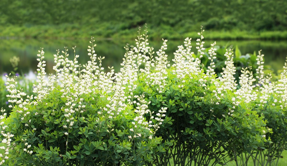 Tall spires of white baptisia blooms