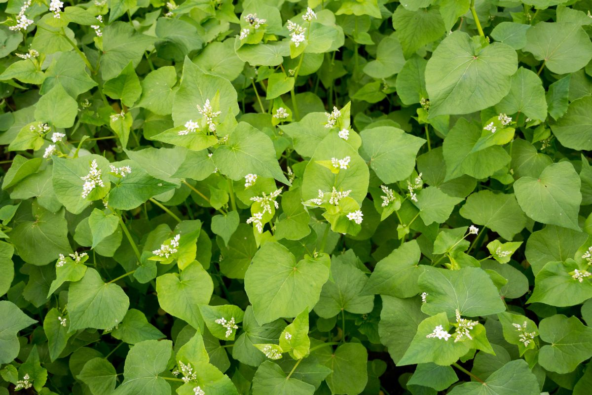 Densely-planted buckwheat acting as a beneficial cover crop