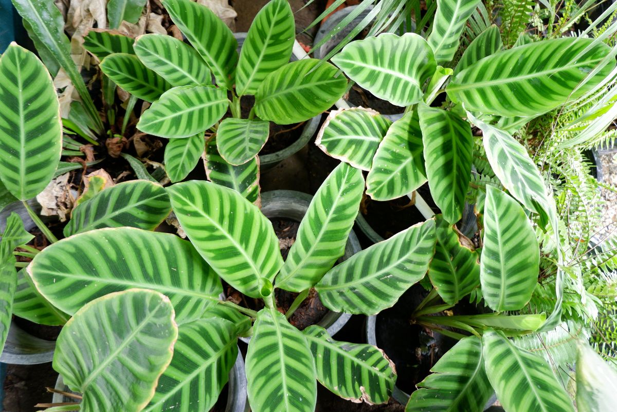 Striped green-leafed zebra plant