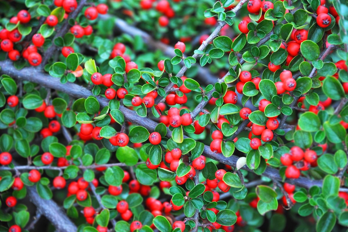 Cotoneaster bush with small green leaves and bright red berries