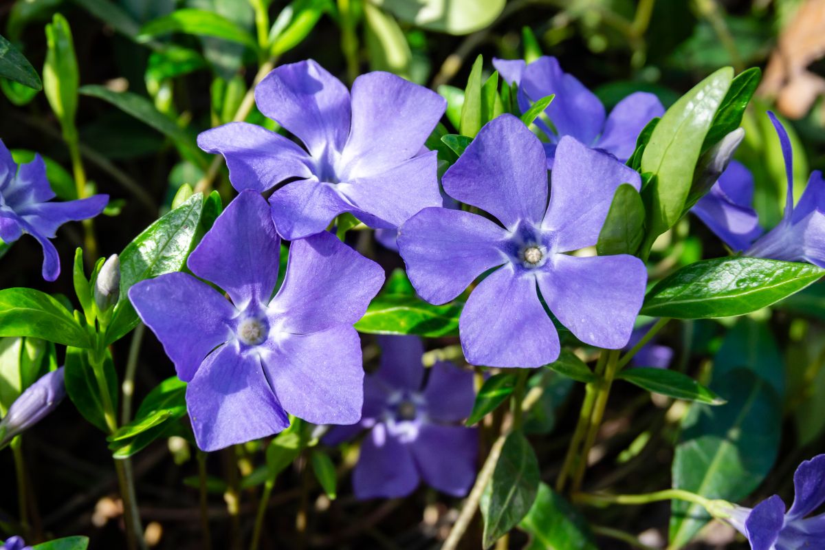 A closeup of purple periwinkle flowers