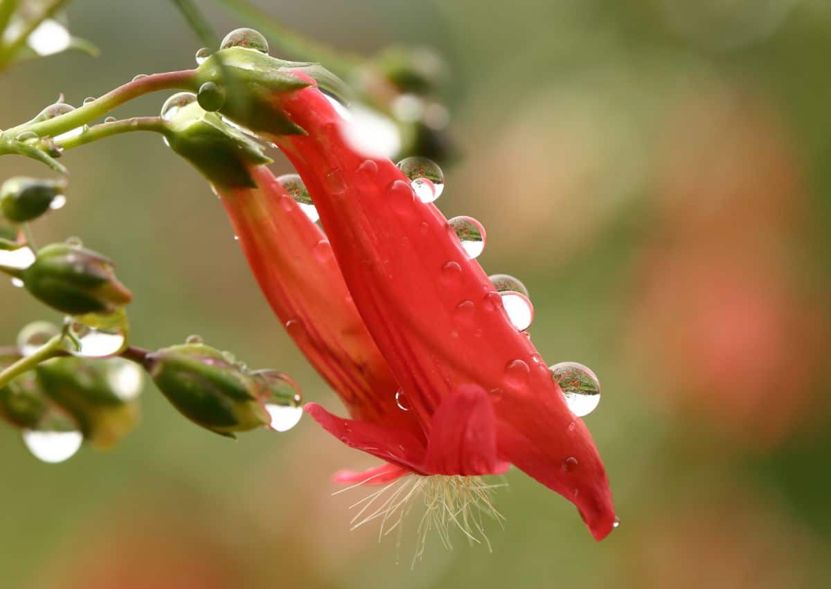 Water droplets on a red penstemon flower