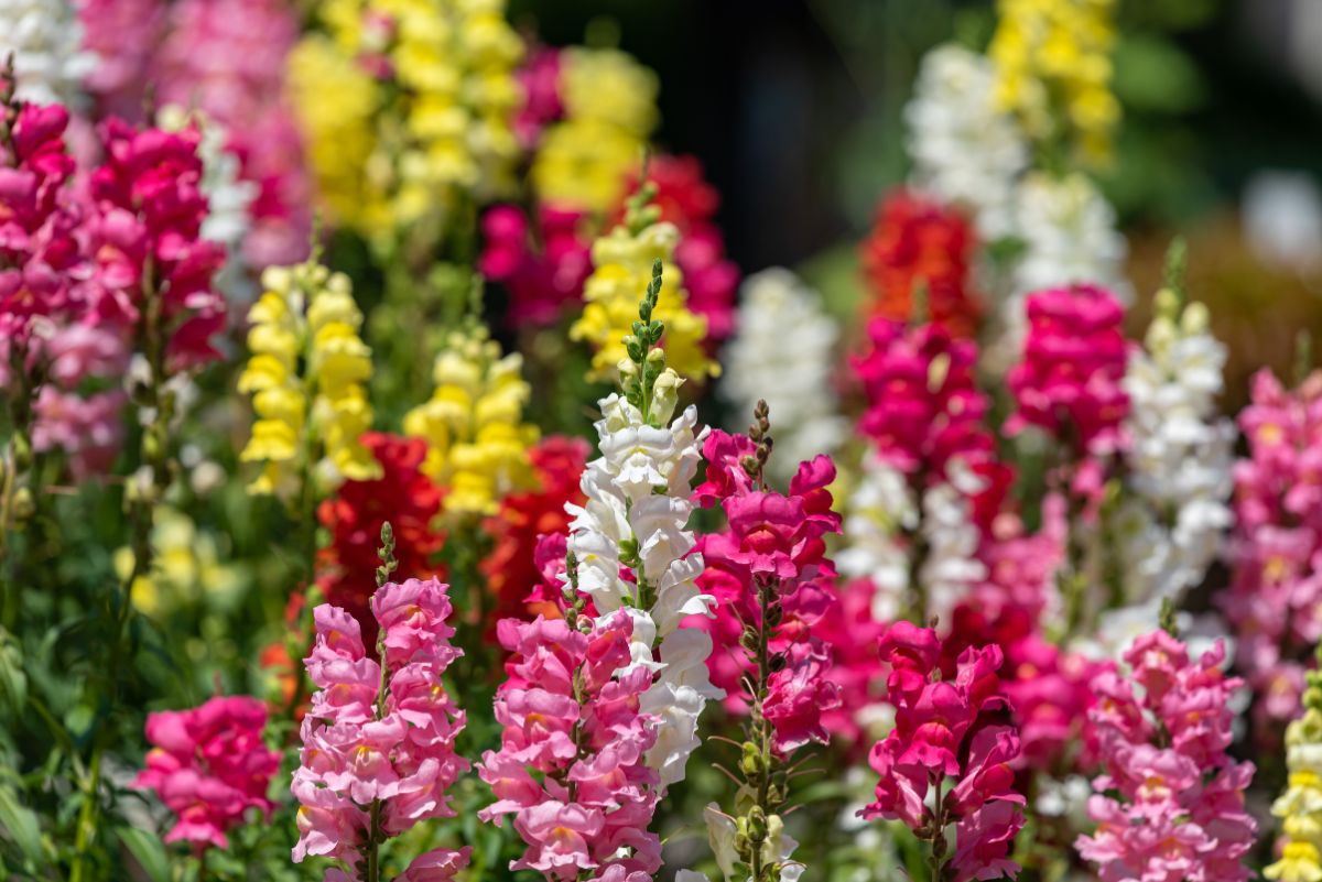multicolored mix of snapdragons in bloom